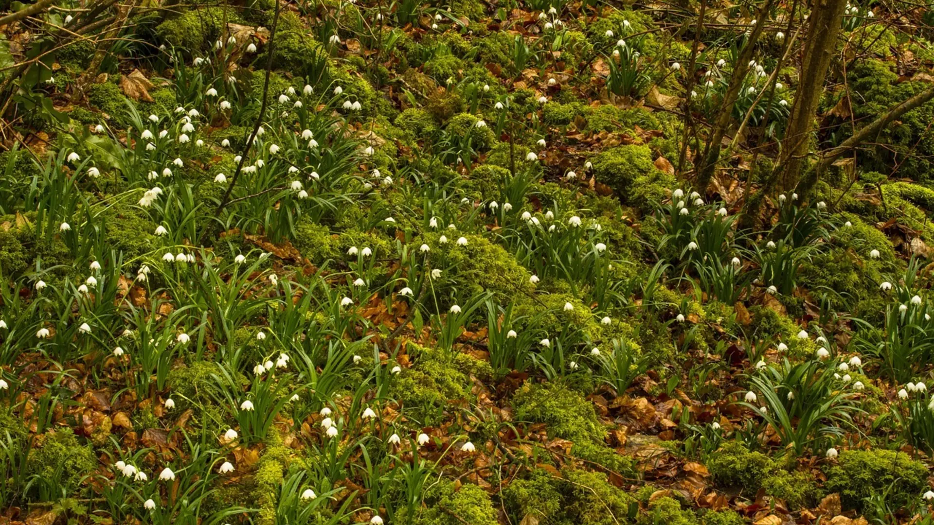 © Image by <a href="https://pixabay.com/users/adege-4994132/?utm_source=link-attribution&utm_medium=referral&utm_campaign=image&utm_content=3236503">Andreas</a> from <a href="https://pixabay.com//?utm_source=link-attribution&utm_medium=referral&utm_campaign=image&utm_content=3236503">Pixabay</a>