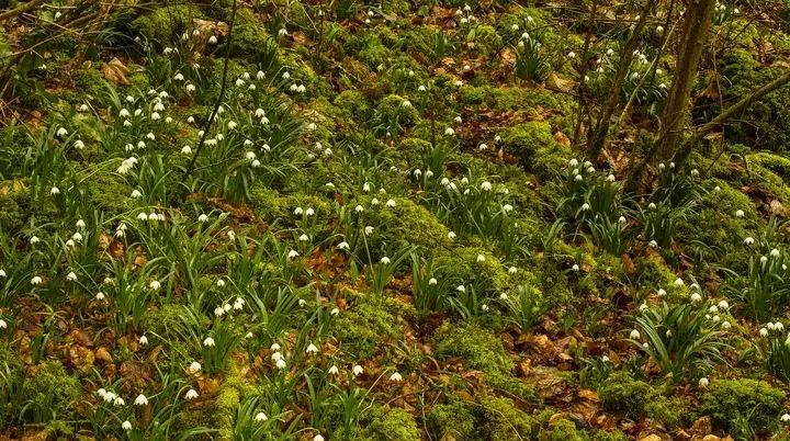 © Image by <a href="https://pixabay.com/users/adege-4994132/?utm_source=link-attribution&utm_medium=referral&utm_campaign=image&utm_content=3236503">Andreas</a> from <a href="https://pixabay.com//?utm_source=link-attribution&utm_medium=referral&utm_campaign=image&utm_content=3236503">Pixabay</a>