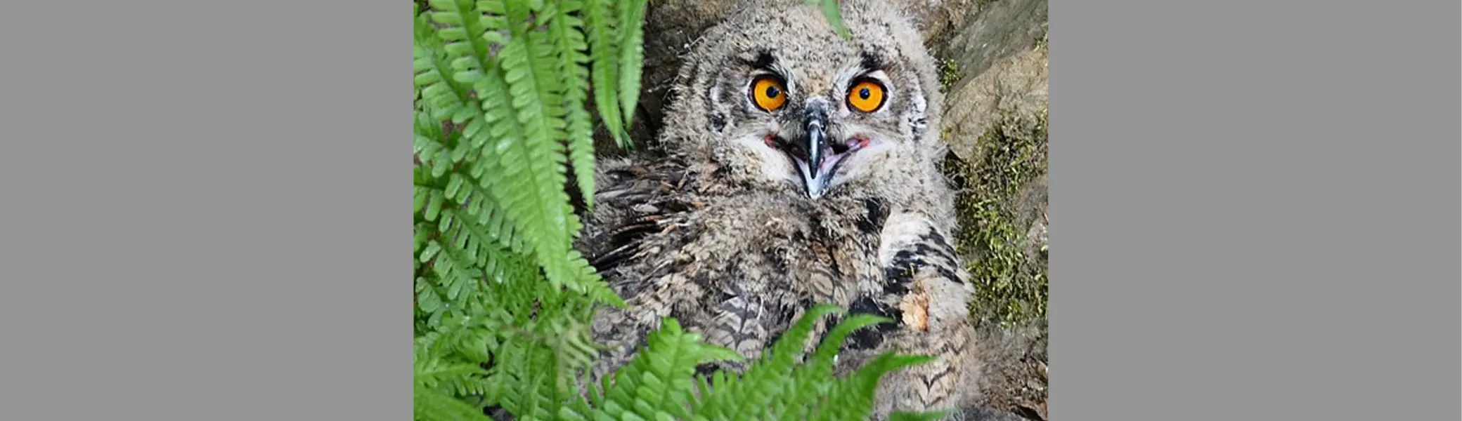 Uhuküken | © Protector 66, CC BY-SA 3.0 <https://creativecommons.org/licenses/by-sa/3.0>, via Wikimedia Commons