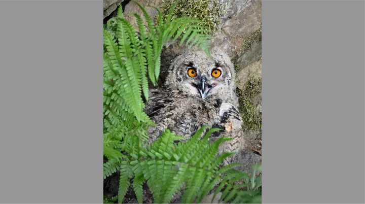 Uhuküken | © Protector 66, CC BY-SA 3.0 <https://creativecommons.org/licenses/by-sa/3.0>, via Wikimedia Commons