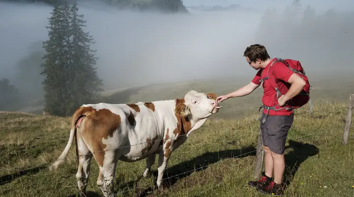 Ein Mann streichelt eine Kuh | © DAV/Hans Herbig